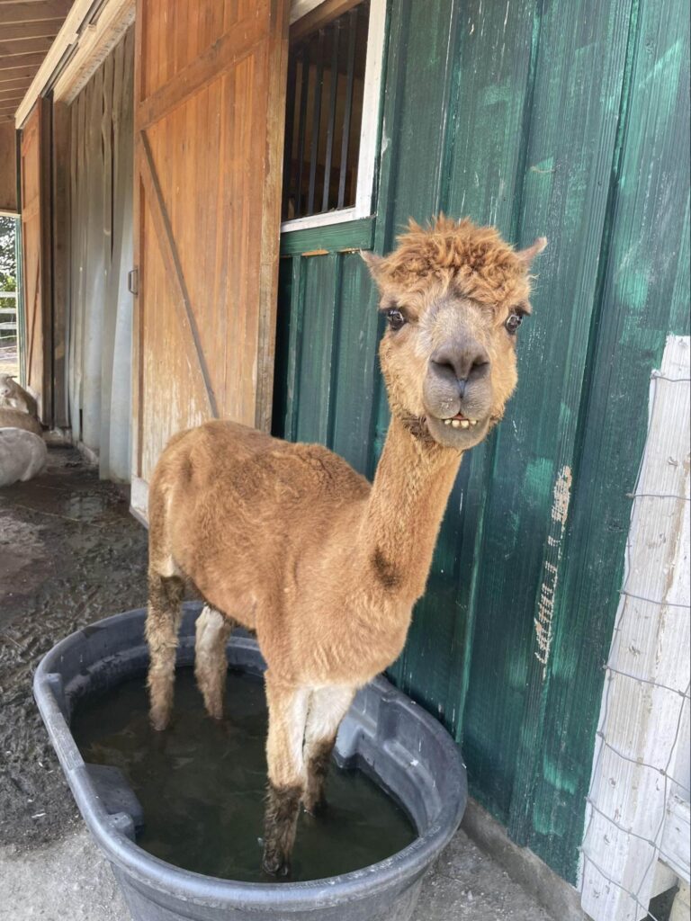 A photograph of a light brown alpaca standing in a watering trough and smiling into the camera
