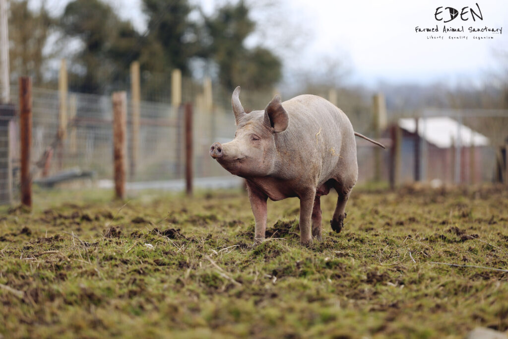 A picture of a large pink pig trotting along a fenceline in a field, with her head uplifted. 