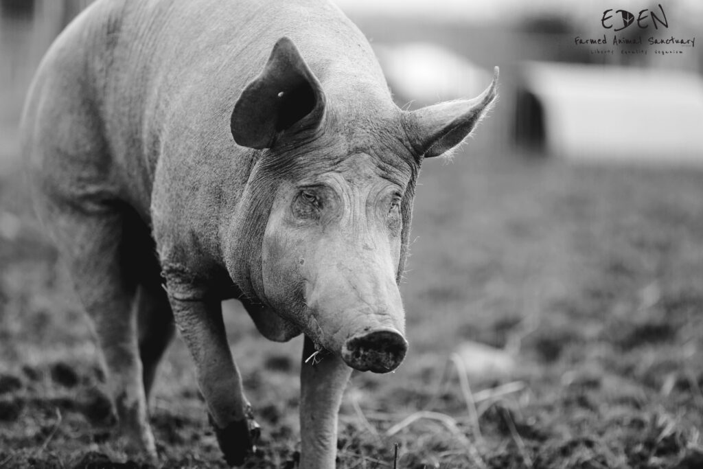 A black and white photograph of a pig looking towards, and walking towards the camera in a field. 
