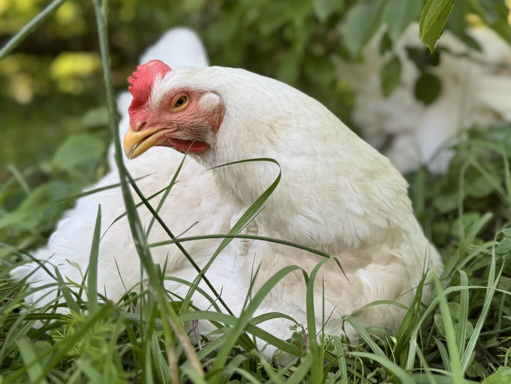 A large white chicken reclines in the grass, looking into the camera.
