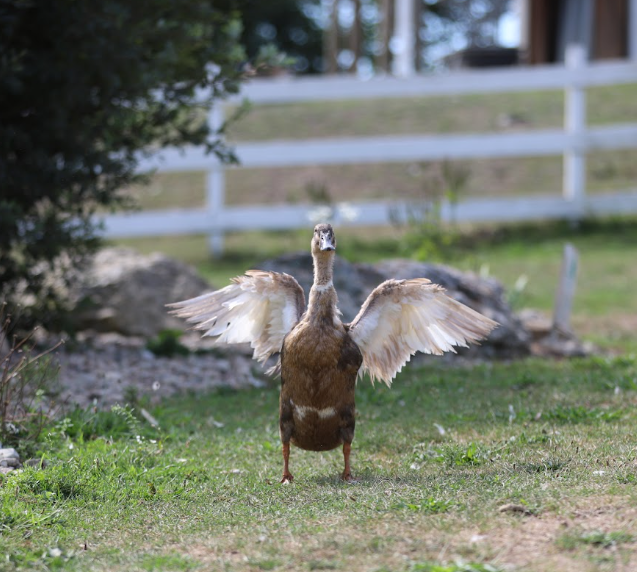 A brown duck with white underwings stands in a field and has spread her wings wide. 