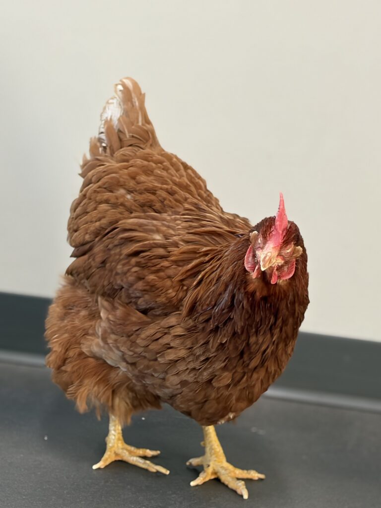 A red hen walking along the floor is looking towards the camera. 
