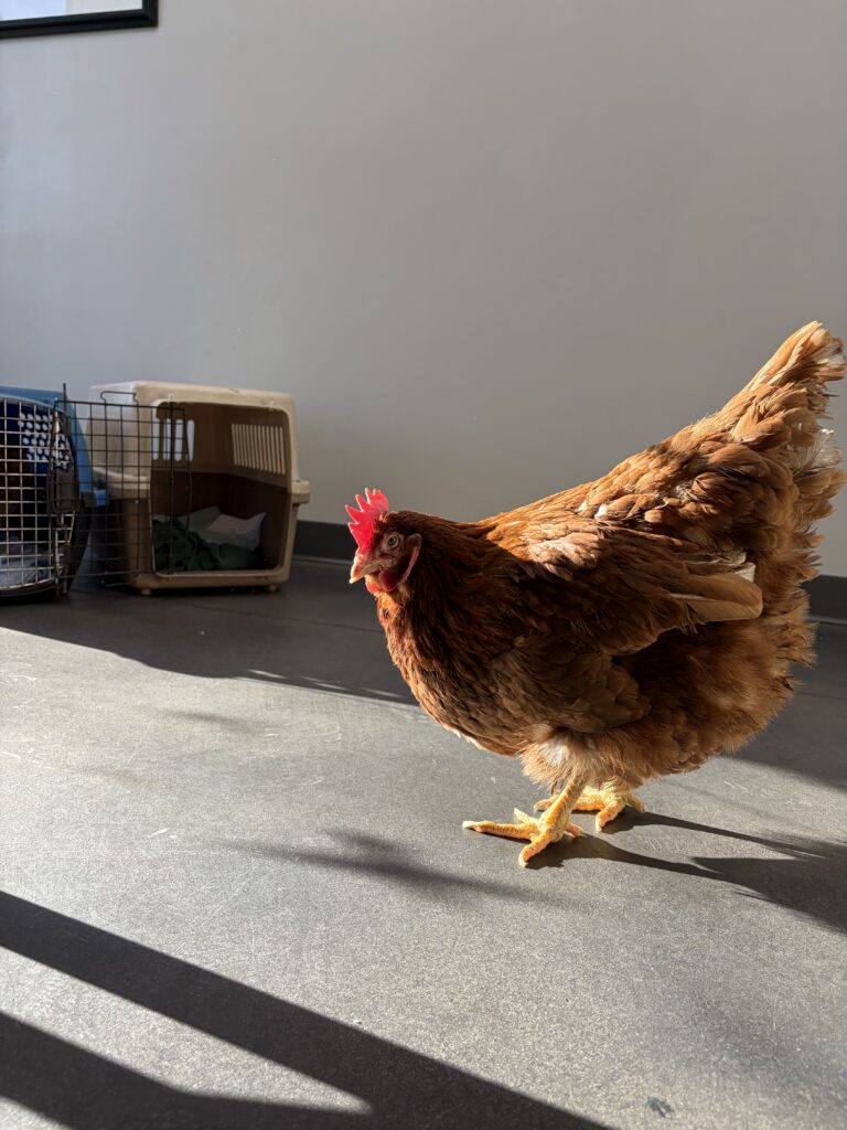 A red hen on the floor of a house is inspecting two carriers on the floor. 
