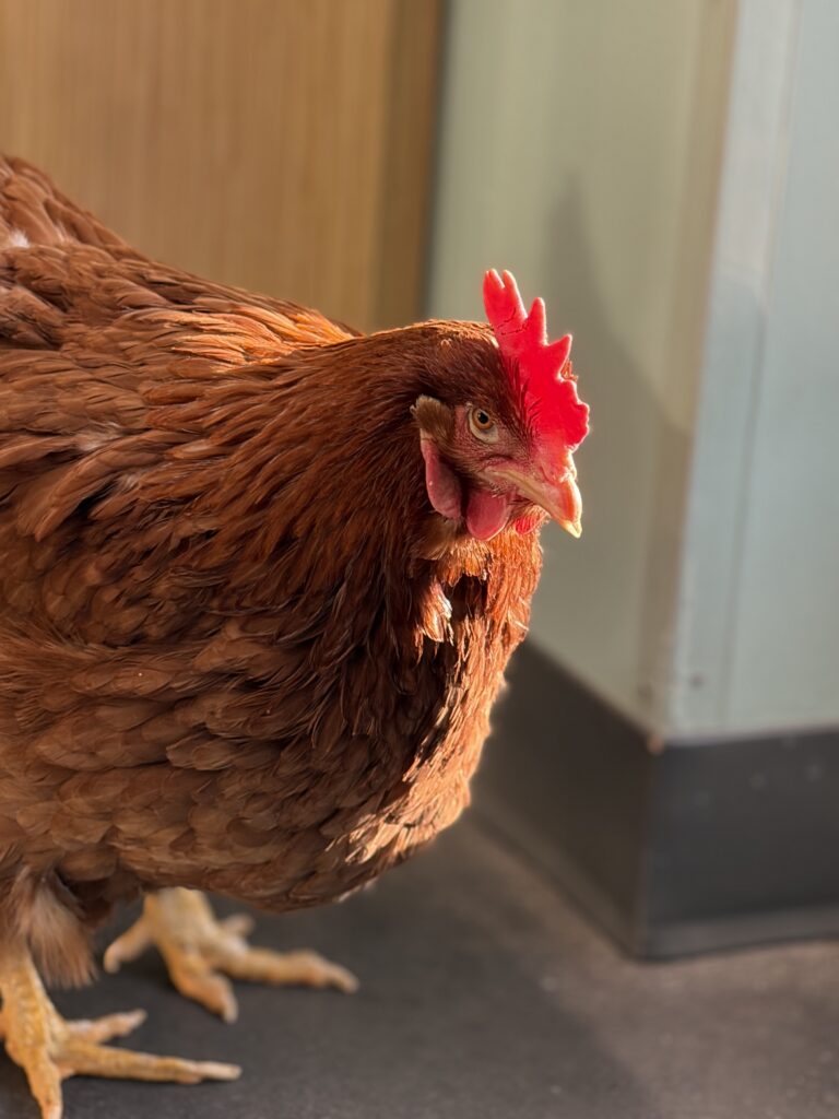 A red hen on the floor is peeking around a corner in a house. 
