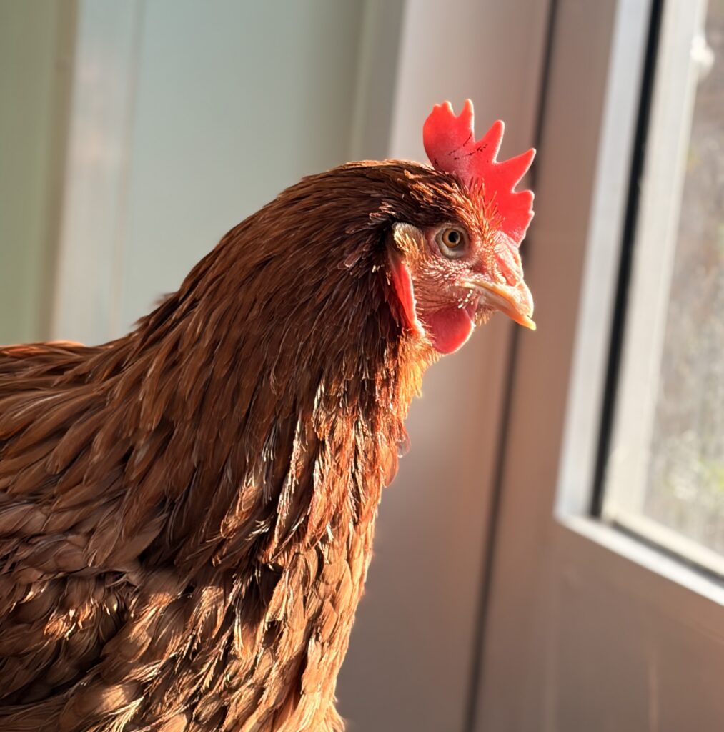 A red hen in portrait is looking out of a window. Her top beak is shorter than her lower beak. 
