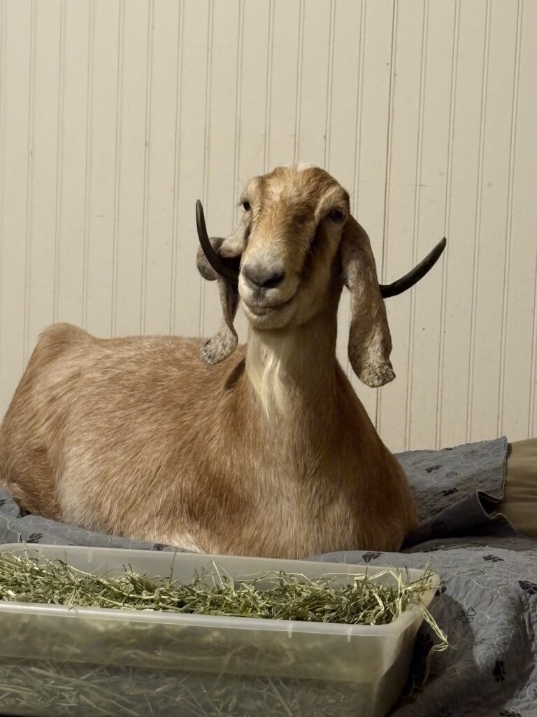A brown goats with curved horns lies on a blanket with a bin of hay in front her her.