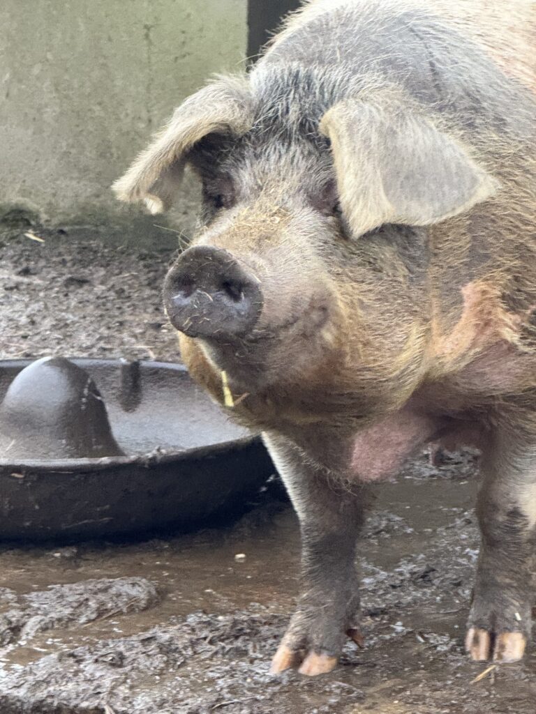 A pig standing by a food bowl enjoys standing in the mud. 