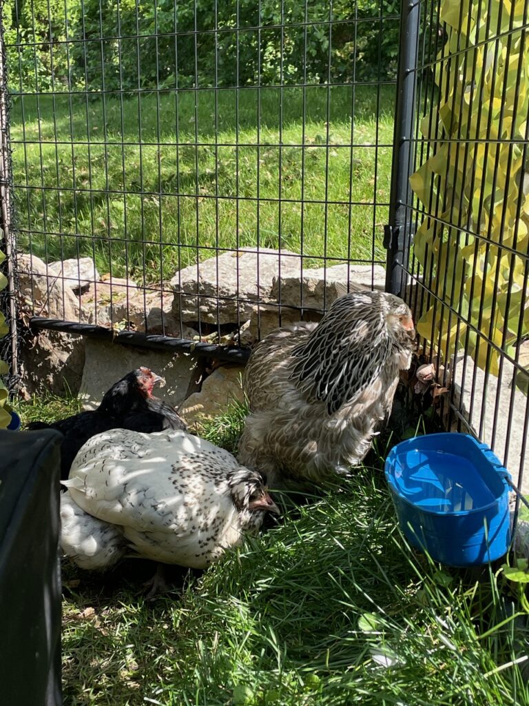 A grey, black and white speckled chicken' sits with a black chicken, and a white speckled chicken in the grass. 