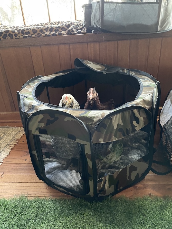 A grey, white and black chicken and a brown chicken stand together peeking out of a play pen filled with blankets. 