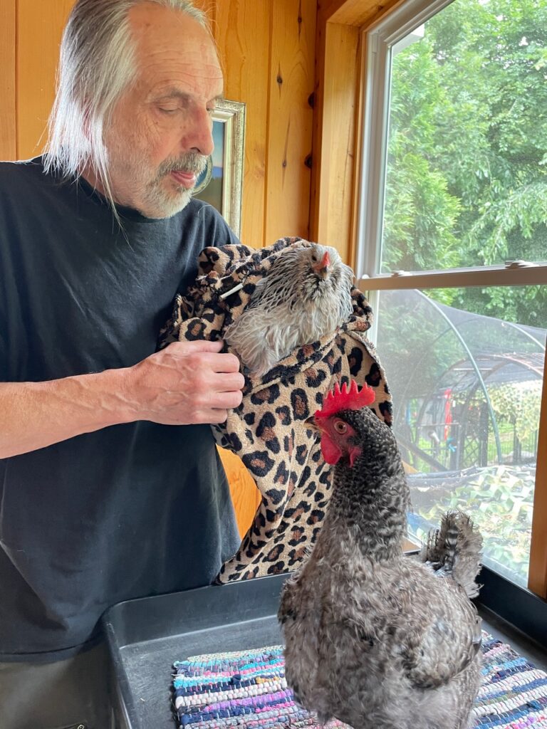 A man holds a grey, black and white speckled chicken wrapped in a blanket, while a black and white chicken stands in front of them and looks at them. 