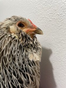 A photograph of a black and white chicken's face in profile against a white background