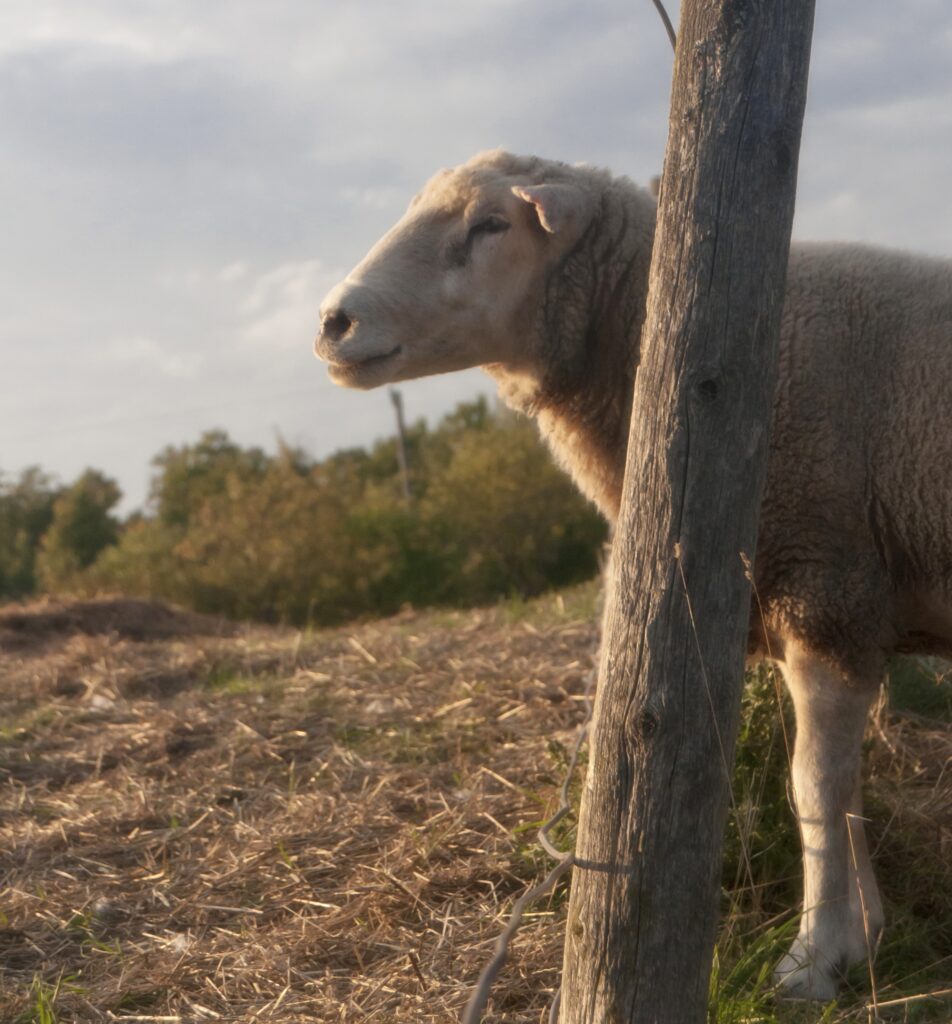 A sheep in profile stands by a fence post basking in the light over a field. 