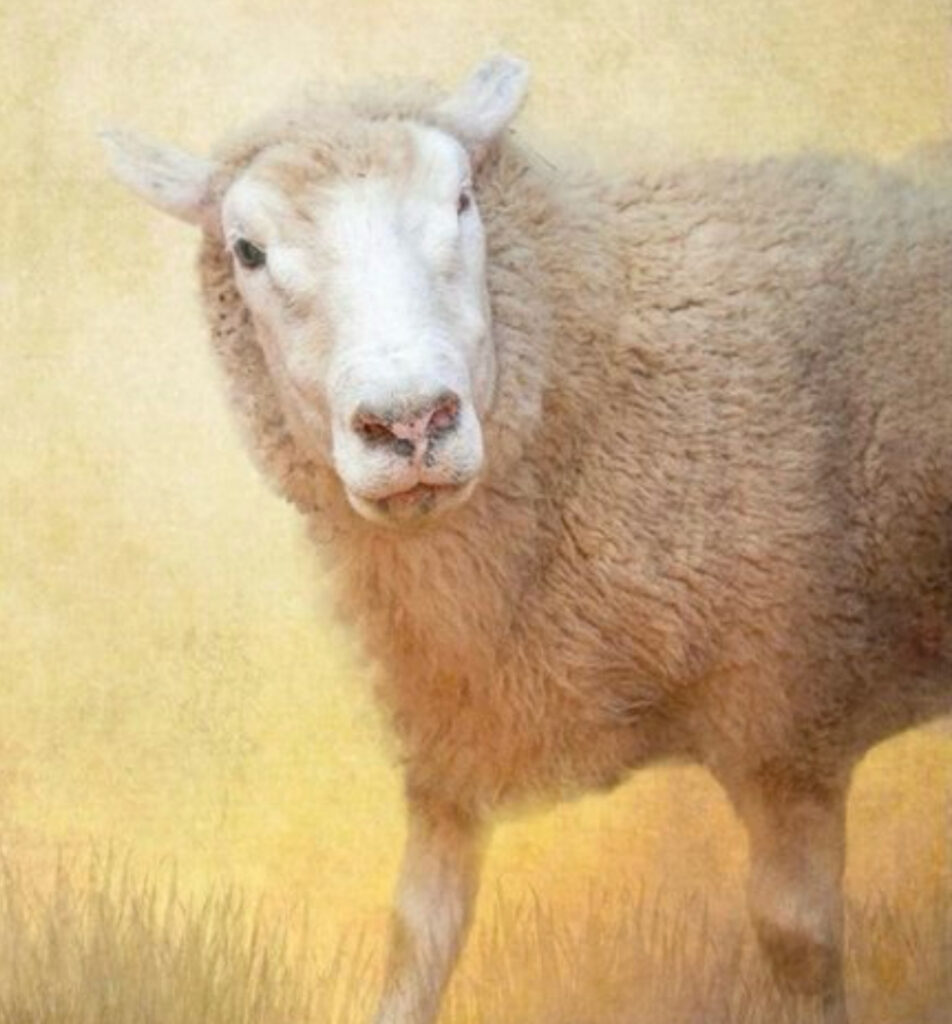 A sheep looks at the camera from a sunny field. 