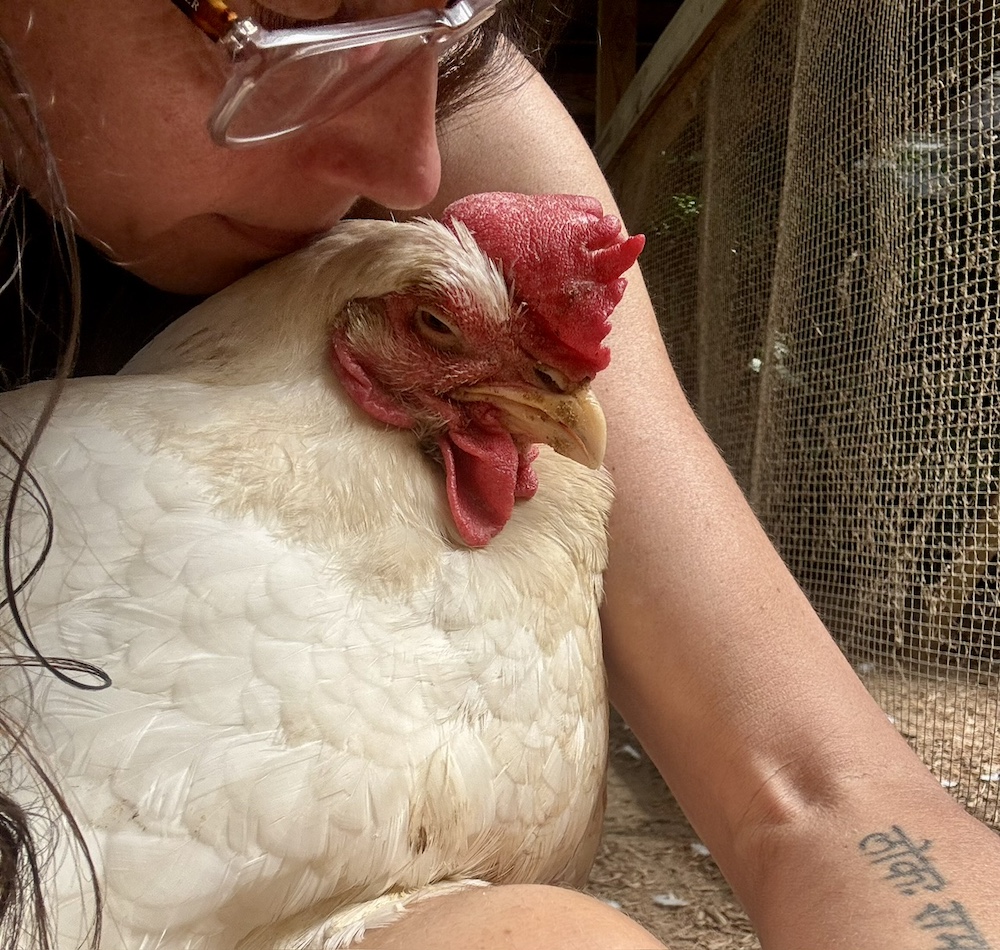 A caregiver embraces a white hen.