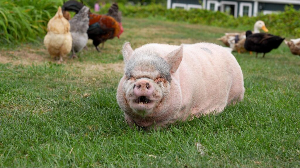 A pink pig with grey patches on his head stands in a field with his mouth open so it looks like he is laughing. In the background some chickens and ducks are browsing the grass. 