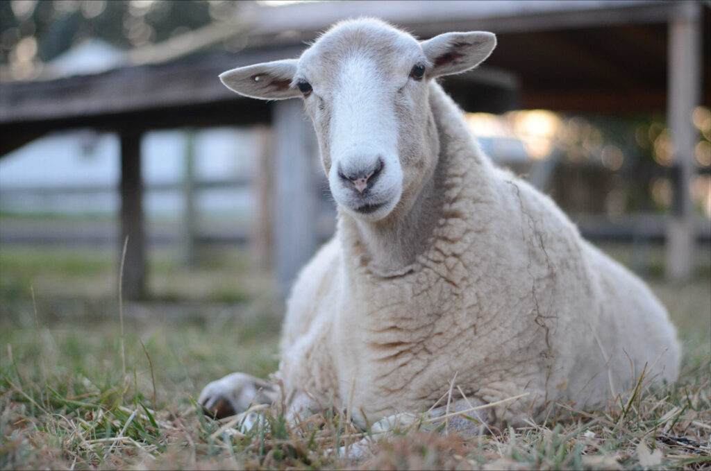 A white sheep lies on the ground looking into the camera. 