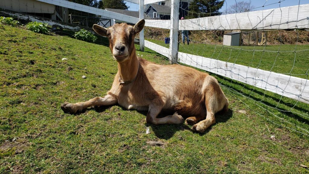 A light brown goat lies comfortably near a fence in a field of grass. 