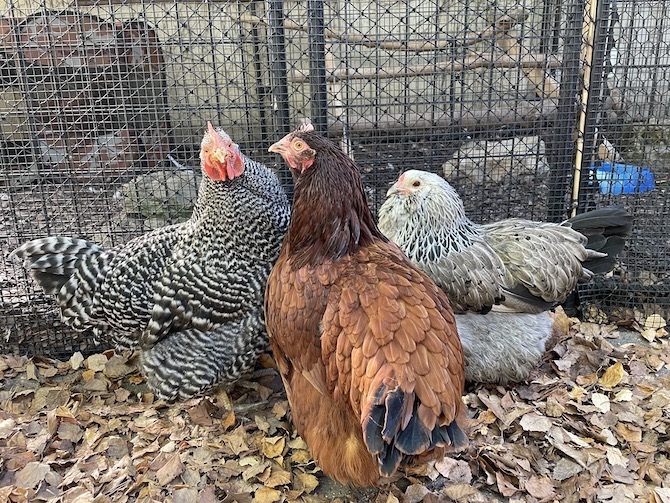 A black and white chicken, a brown chicken, and a grey, black and white chicken gather together face to face. 