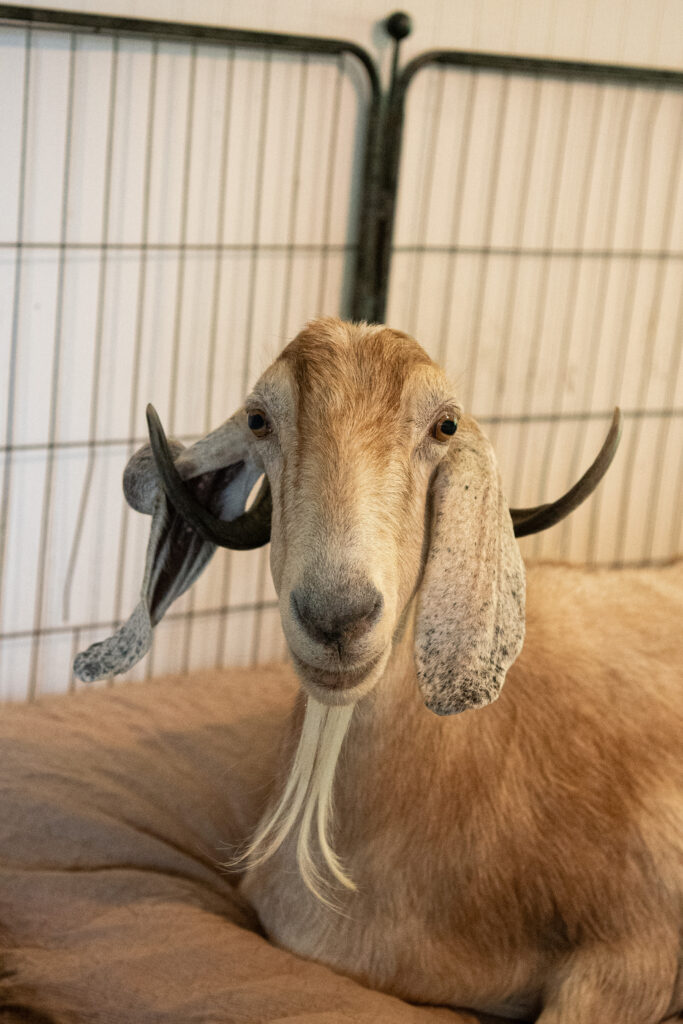A brown goat lies on a comfy bed and looks into the camera smiling. 