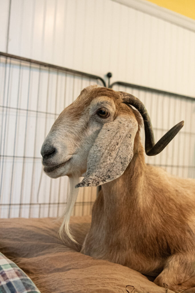 A brown goat lies on a comfy bed, with her face in profile, showing off her long white beard. 