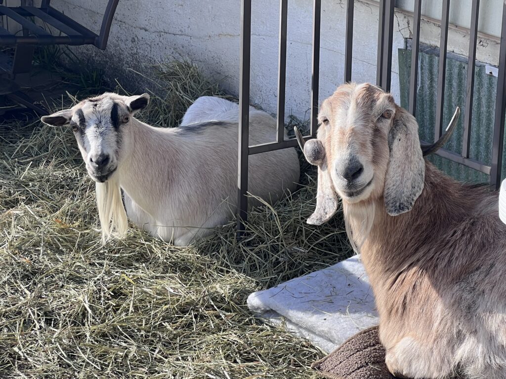 A brown goat lies next to a white and black goat in straw. Both are looking into the camera. 
