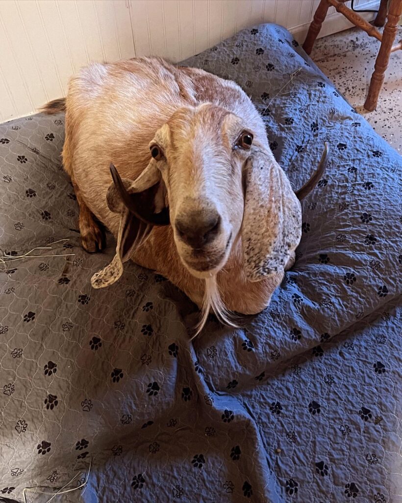 A brown goat looking up into the camera lies comfortably on a bed indoors. 