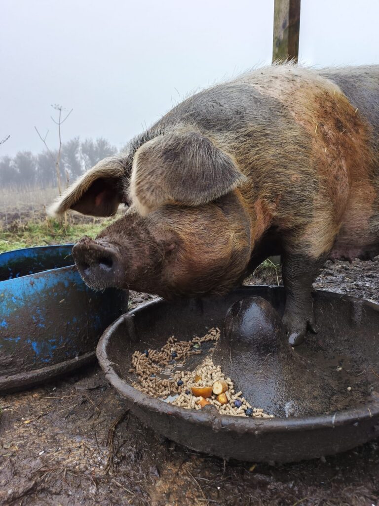 A dark pig steps into her food bowl while enjoying her snack. 