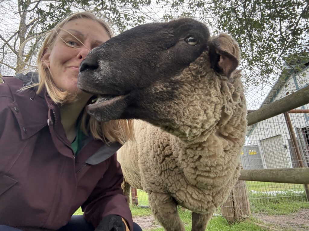 A sheep stands next to a fence with his face turned towards a woman sitting next to him. She is giving him a kiss. 