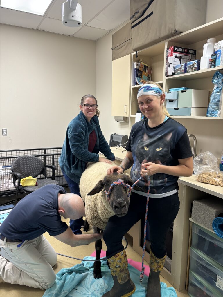 A sheep wears a halter held by a smiling woman in boots. Next to him, a man kneels administering a treatment. Behind him, a woman pets his back, smiling. 