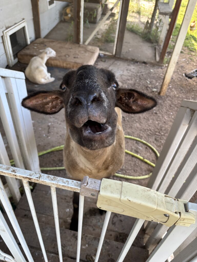 A sheep stands behind a baby gate, looking over. His mouth is open so it looks like he is making a silly face. 