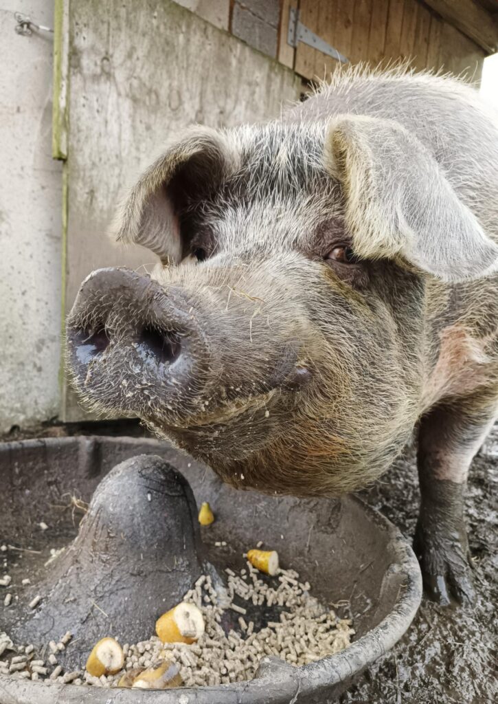 A dark pig with brown eyes looks into the camera smiling over a bowl of pig pellets and banana.