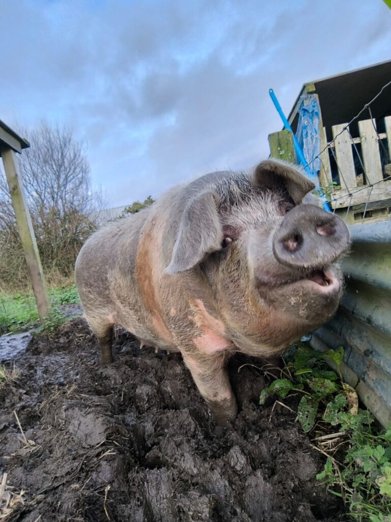 A dark pig looks up from playing in the mud. 