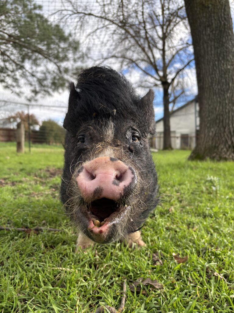 A black pig with a white stripe on her face faces and looks into the camera with her mouth open, showing her lower teeth. 