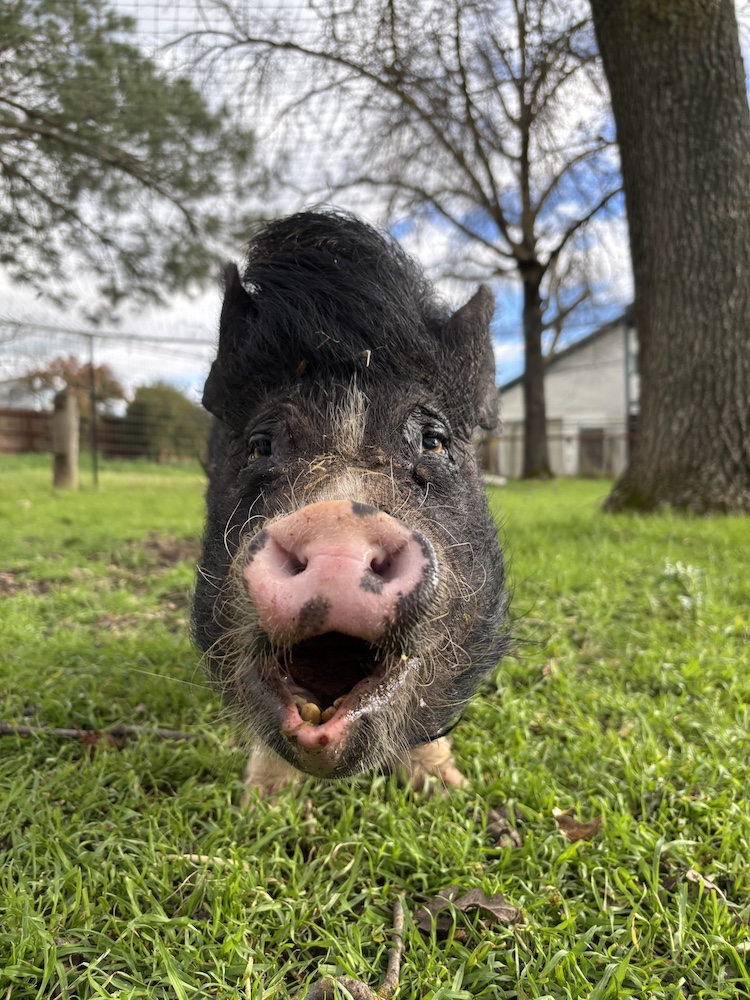 A black mini pig with a pink nose and thick head of hair smiles at the camera.