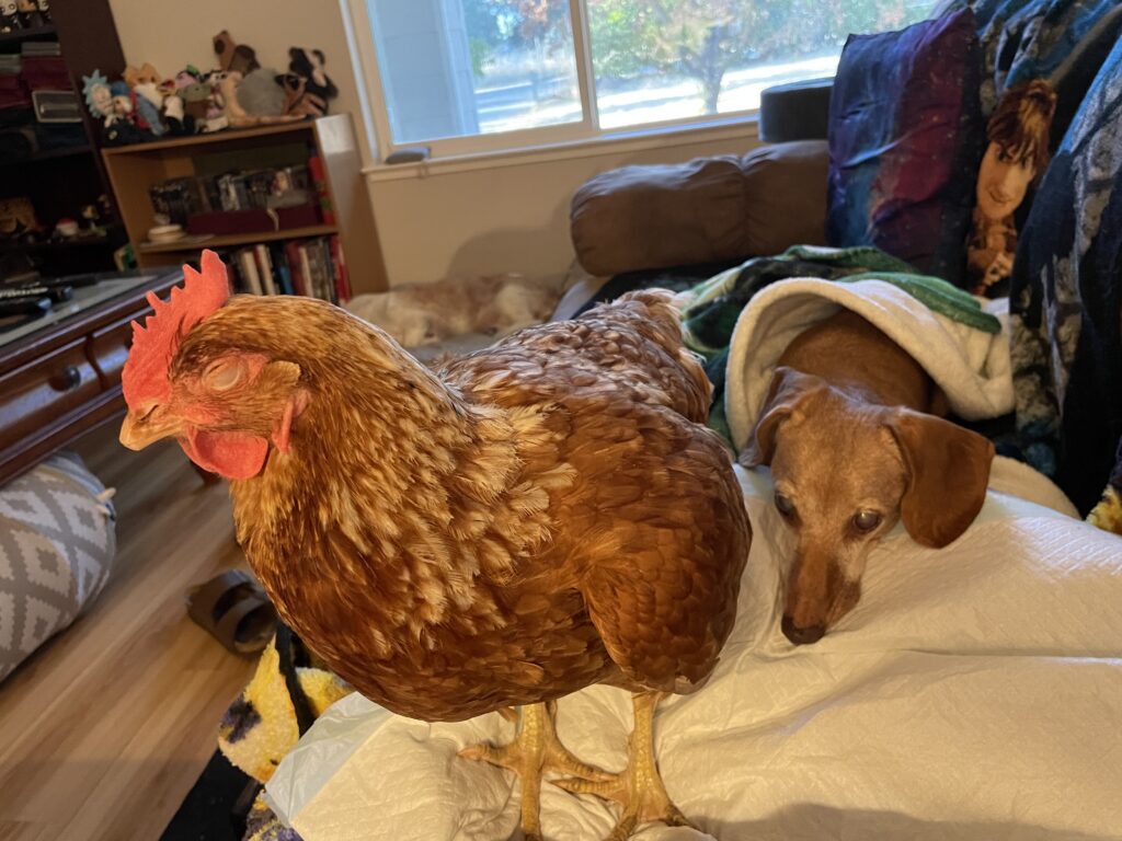 An older dog lies wrapped in a blanket on a couch and a red chicken stands in front of him, also sleeping. 