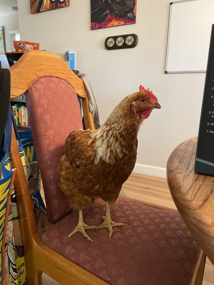 A red hen stands on a dining room chair facing the table.