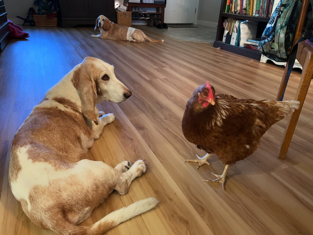 An older dig lies on a floor and a red chicken stands near him. 