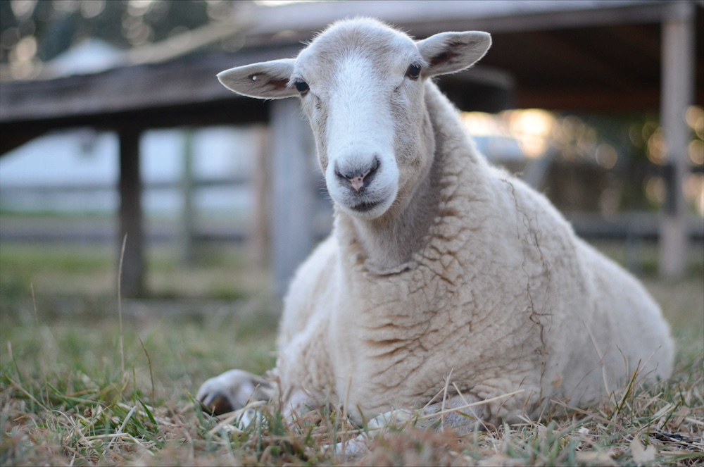 A light brown sheep looks into the camera as she lies in the grass.