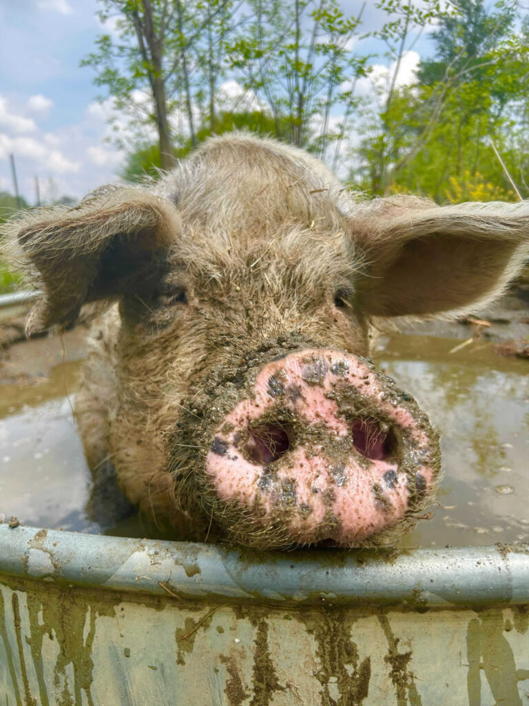 A pig inside a watering trough with her ears brought forward, and her pink snout resting on the edge, looking into the camera. 