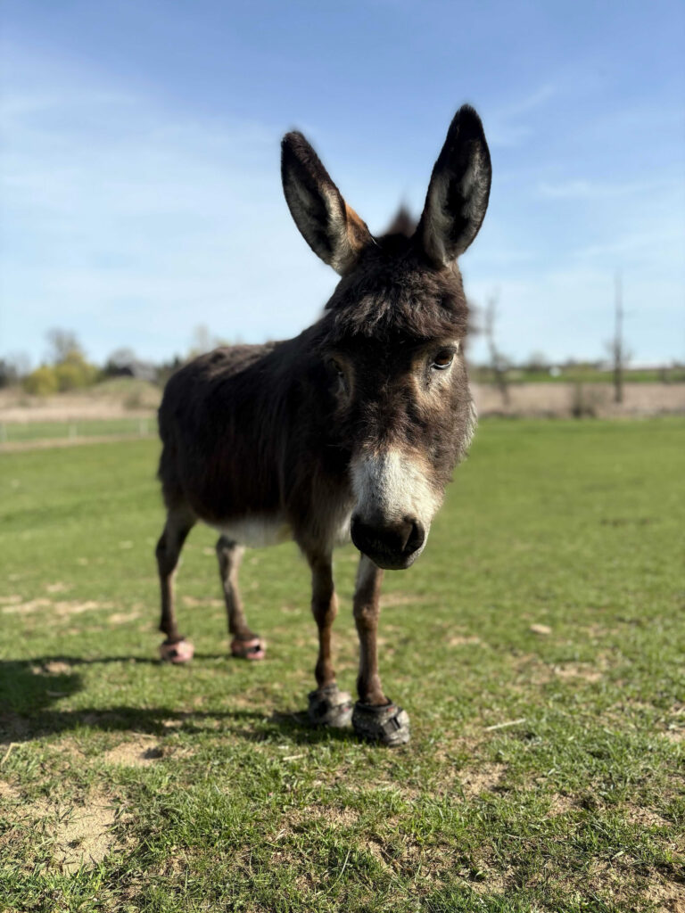 A small dark brown donkey with a white nose stands in a field and looks into the camera. 
