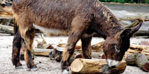 A brown donkey sniffs logs in their living area.