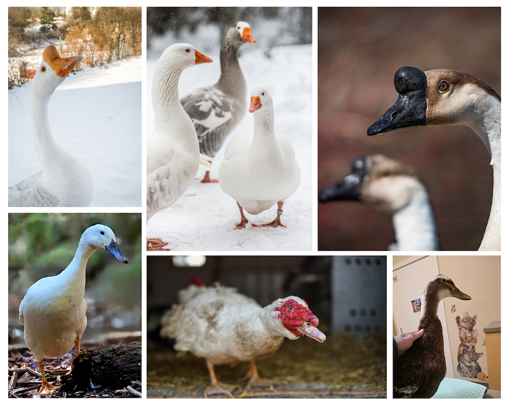 Top left: A white goose with orange bill and large knob.
Top middle: Three geese, one much shorter than the rest, stand together. Two are white with orange bills and the other is grey and white with an orange bill.
Top right: Two grey geese with black bills and knobs.
Bottom left: A white duck with a black bill.
Bottom middle: A large white muscovy duck with bright red caruncles on his face.
Bottom right: A brown and white duck with a mostly grey bill.