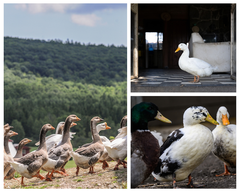 Left photo: A group of grey and white geese walk with long extended necks.
Top right photo: A white duck stands in a doorway. The duck's neck is clearly shorter than the geese on the left.
Bottom right photo: A group of ducks huddle together with their necks bent so there is minimal space between their body and head.