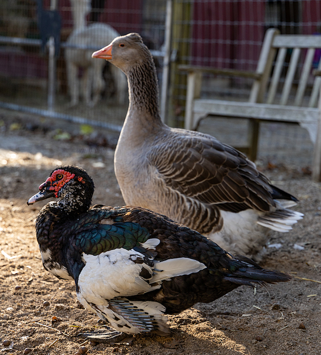 A grey goose stands behind a black duck. Even though the duck, a Muscovy drake, is quite large, the goose is significantly taller.