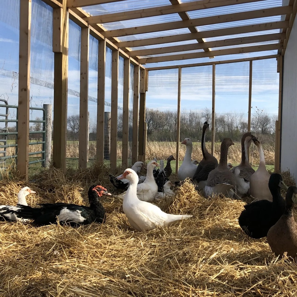 A group of ducks and geese relax in an outdoor aviary. Five geese stand in the back corner and are significantly bigger than the ducks surrounding them.