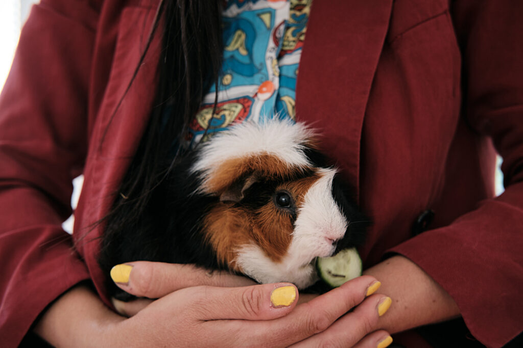 A brown and white cavy (guinea pig) eats a cucumber while snuggled in his guardian's arms.