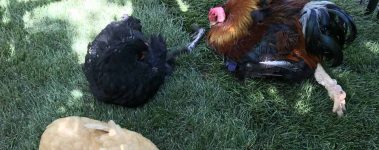 Three disabled chickens lie in fresh green sod- one buff hen faces forward, a black rooster preens his feathers, and a large red rooster lays with his left leg stretched behind him.