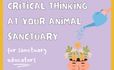 The background of this image is lavender with a yellow border. There is text on the left side of the graphic that says "six ways to foster critical thinking at your animal sanctuary for sanctuary educators". On the right side of the graphic there is an illustration of a blue watering can that is sprinkling water over an illustration of a person who has flowers growing out of the top of their head. They are wearing a salmon-colored shirt with a white collar.
