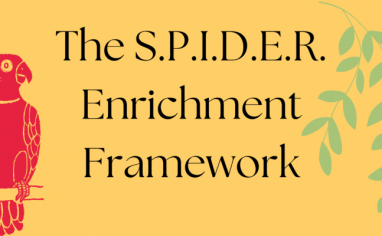 A red parrot sits on a branch against a bright yellow background with light green leaves trailing down. The words "The S.P.I.D.E.R. Enrichment Framework" are written across the background.