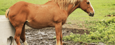 A horse of chestnut coloring stands in a mud puddle and rubs their backside against a cement water trough.